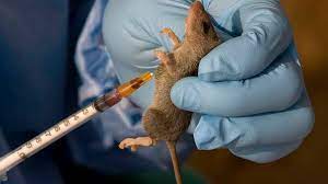 NCDC Confirms Lassa Fever in at Least 4 Cases of Kaduna Hemorrhagic Fever