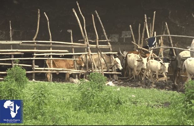 Cattles Grazing