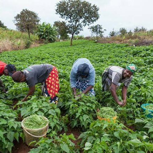 FG:DRY/ WET SEASON FARMING INTERVENTION TO COMMENCE IN JANUARY