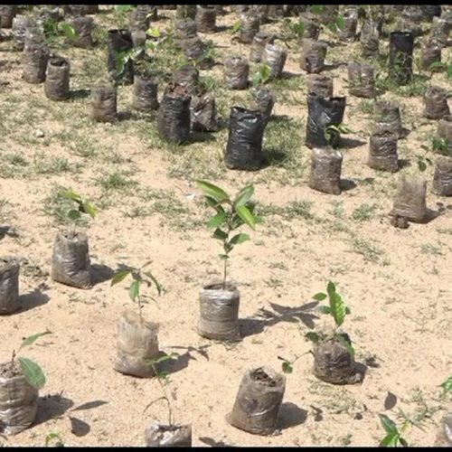 CLIMATE CHANGE: ADAMAWA GOVERNMENT DISTRIBUTES TREE SEEDLINGS