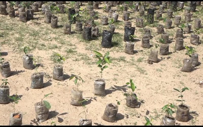CLIMATE CHANGE: ADAMAWA GOVERNMENT DISTRIBUTES TREE SEEDLINGS