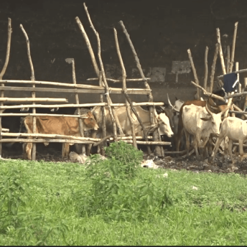 Cattles Grazing